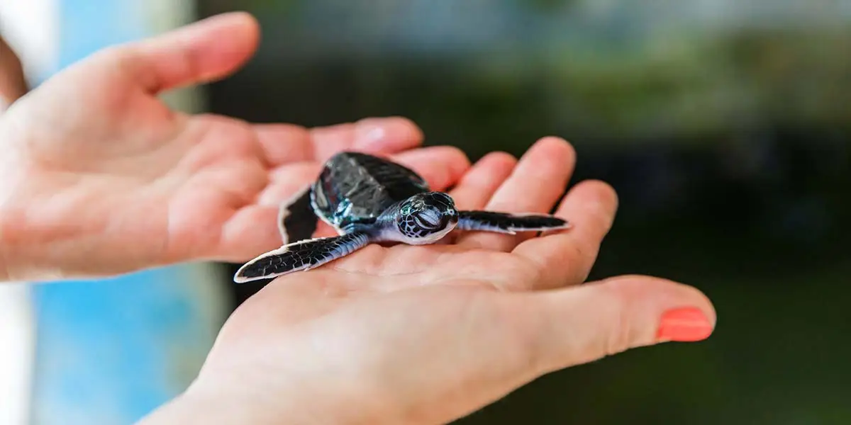 Семейный отдых на пляже Шри-Ланки